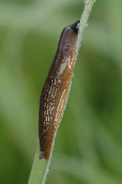             Arion vulgaris (=lusitanicus).  (Photo: © J.K. Lindsey, The Ecology   of Commanster)   