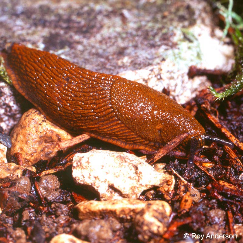             Arion vulgaris (=lusitanicus).  (Photo: © Dr. Roy Anderson,   MolluscIreland)   