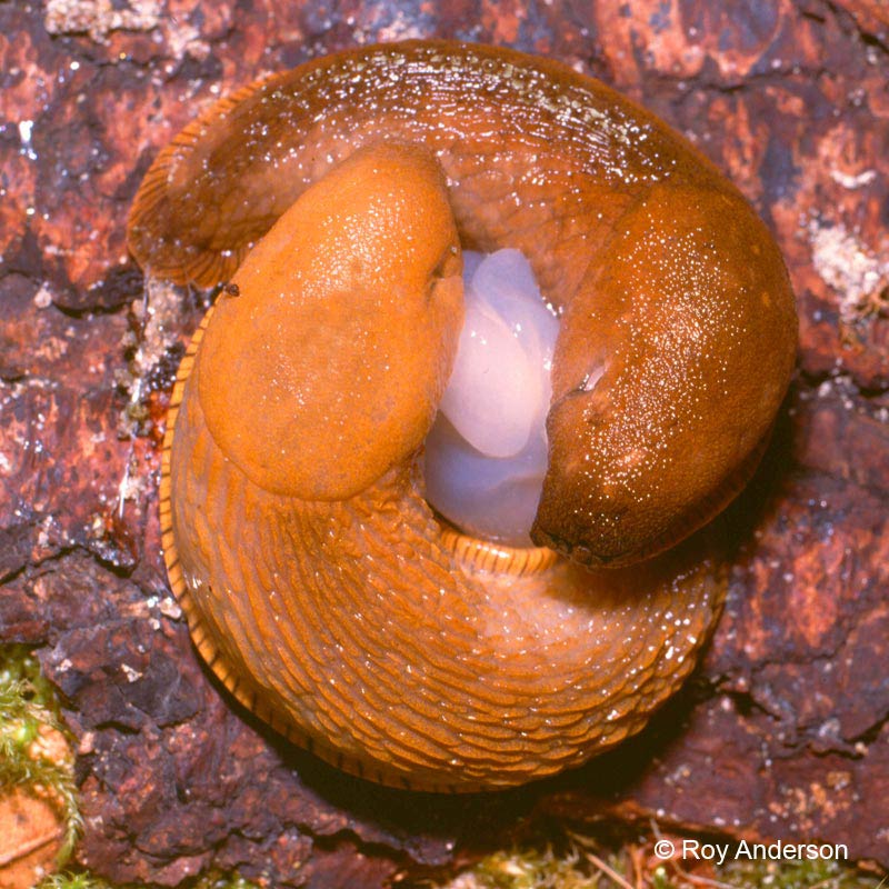             Arion vulgaris (=lusitanicus) : mating pair. (Photo: © Dr. Roy   Anderson, MolluscIreland)   