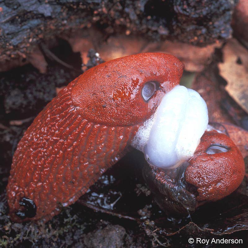             Arion vulgaris (=lusitanicus) : mating pair. (Photo: © Dr. Roy   Anderson, MolluscIreland)   