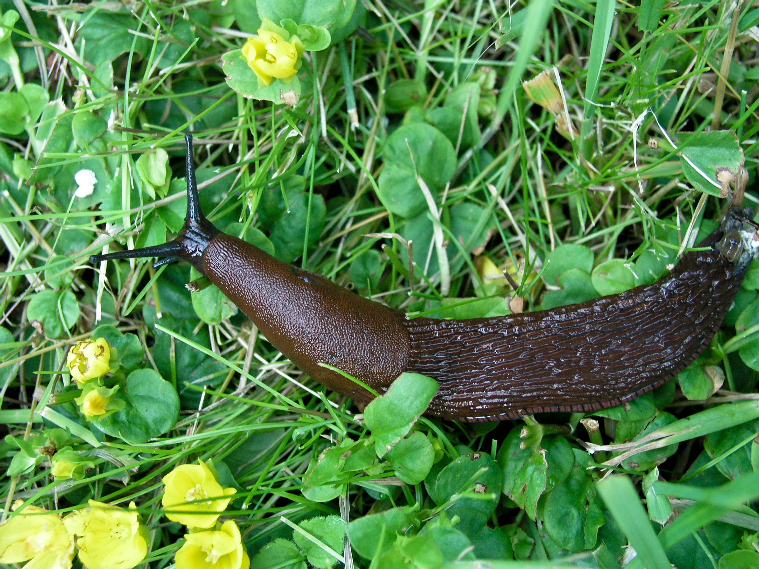             Arion vulgaris (=lusitanicus).  (Photo: © H. Svensson,   Wikipedia)   