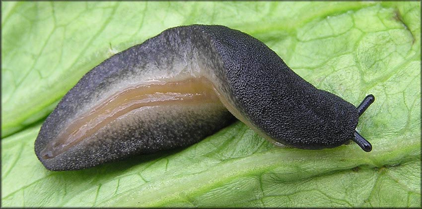             Belocaulus angustipes : note black flecks on the ventral of   the mantle. (Photo: © B. Frank, Jacksonville)   