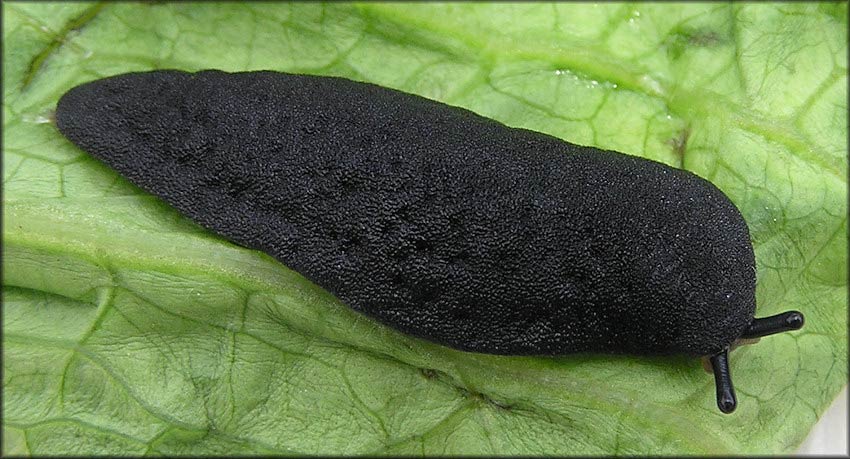             Belocaulus angustipes : note wrinkled appearance of mantle. (Photo: ©   B. Frank, Jacksonville)   