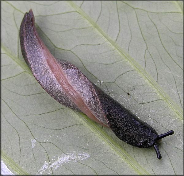             Belocaulus angustipes : note black flecks on the ventral of   the mantle. (Photo: © B. Frank, Jacksonville)   