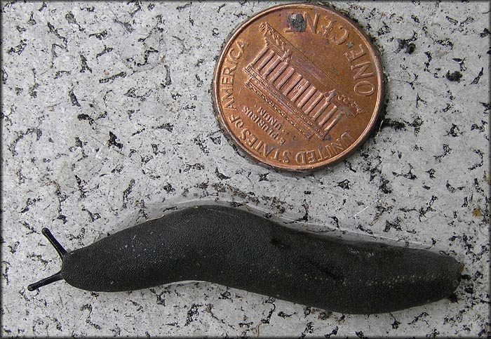             Belocaulus angustipes : note tan median line on mantle. (Photo: © B.   Frank, Jacksonville)   