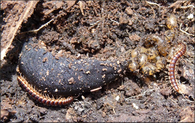             Belocaulus angustipes : adult with eggs. (Photo: © B. Frank,   Jacksonville)   