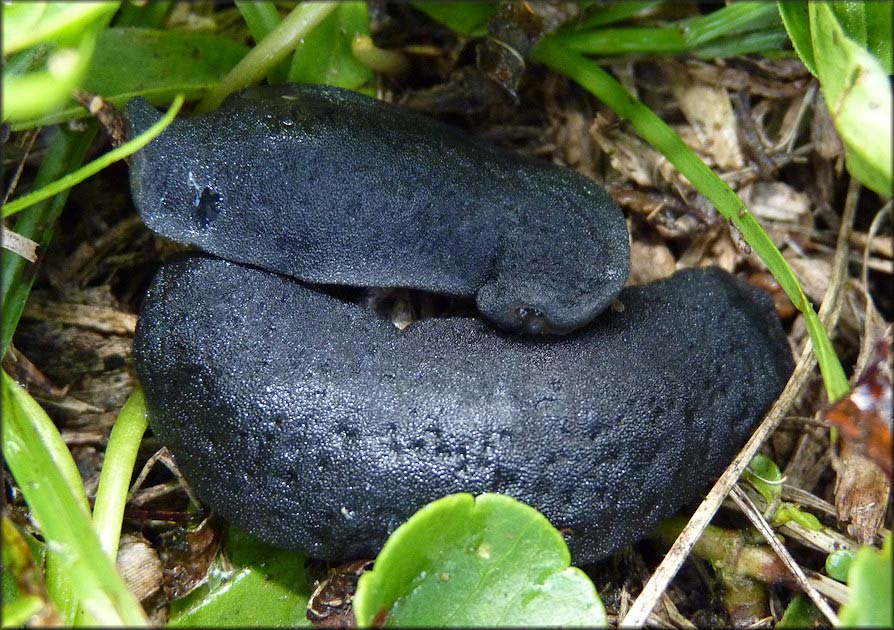             Belocaulus angustipes . (Photo: © B. Frank,   Jacksonville)   