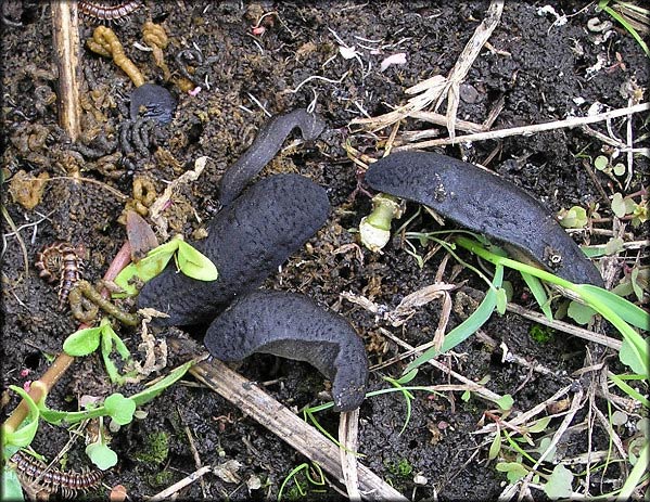             Belocaulus angustipes . (Photo: © B. Frank,   Jacksonville)   