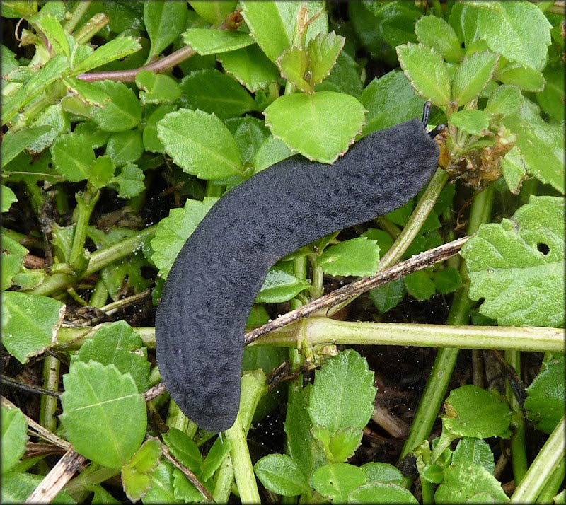             Belocaulus angustipes . (Photo: © B. Frank,   Jacksonville)   