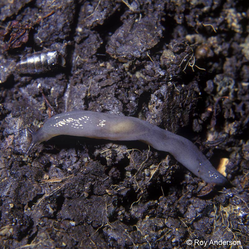            Boettgerilla pallens.  (Photo: © Dr. Roy Anderson,   MolluscIreland)   