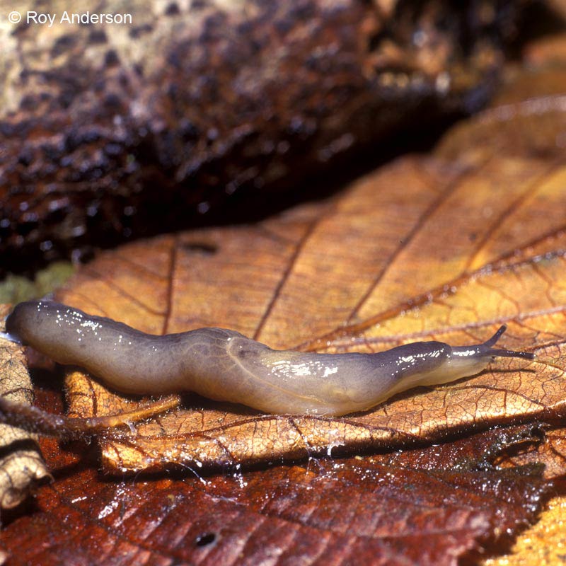             Boettgerilla pallens.  (Photo: © Dr. Roy Anderson,   MolluscIreland)   