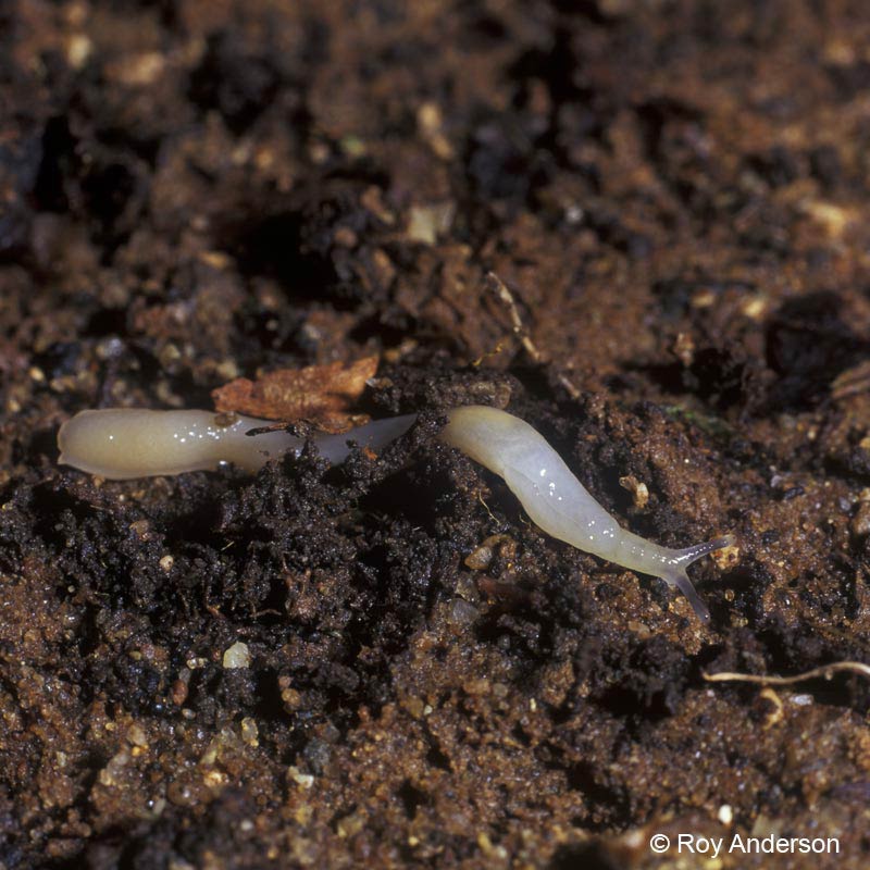             Boettgerilla pallens : pale yellow juvenile .  (Photo: © Dr.   Roy Anderson, MolluscIreland)   