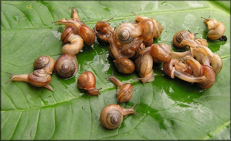             Bradybaena similaris . (Photo: © B. Frank,   Jacksonville)   