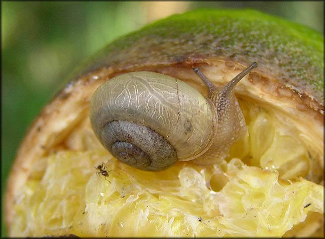             Bradybaena similaris : feeding on fallen citrus   fruit. (Photo: © B. Frank, Jacksonville)   