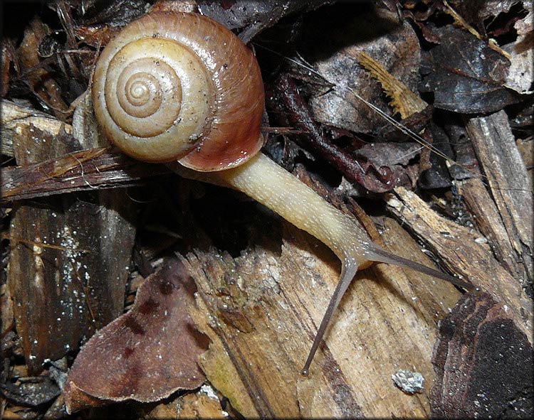             Bradybaena similaris . (Photo: © B. Frank,   Jacksonville)   