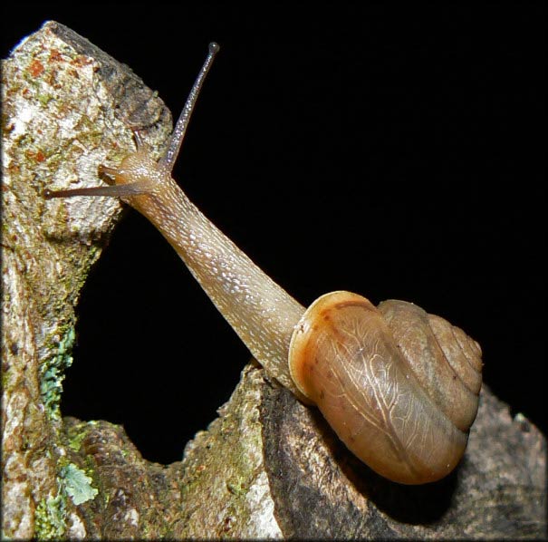             Bradybaena similaris . (Photo: © B. Frank,   Jacksonville)   