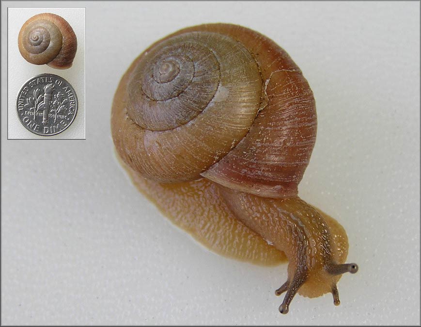             Bradybaena similaris . (Photo: © B. Frank,   Jacksonville)   