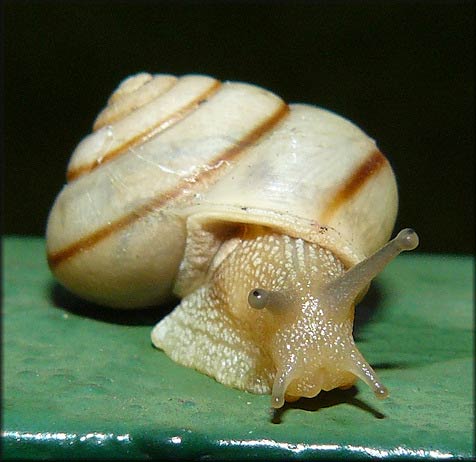             Bradybaena similaris : albino morph with stripes. (Photo: © B. Frank,   Jacksonville)   