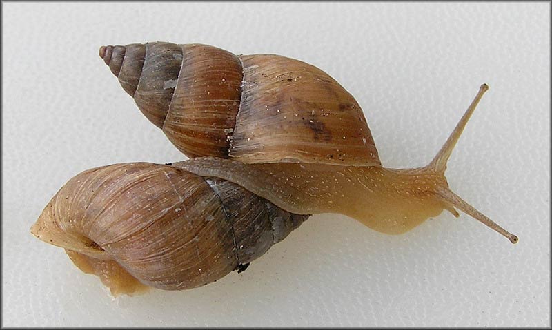             Bulimulus guadalupensis.  (Photo: © B. Frank,   Jacksonville)   