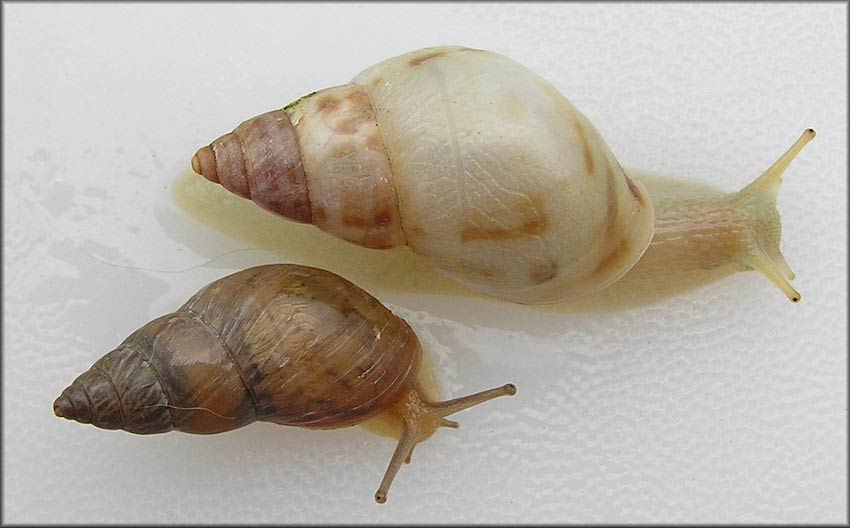             Bulimulus guadalupensis.  (Photo: © B. Frank,   Jacksonville)   