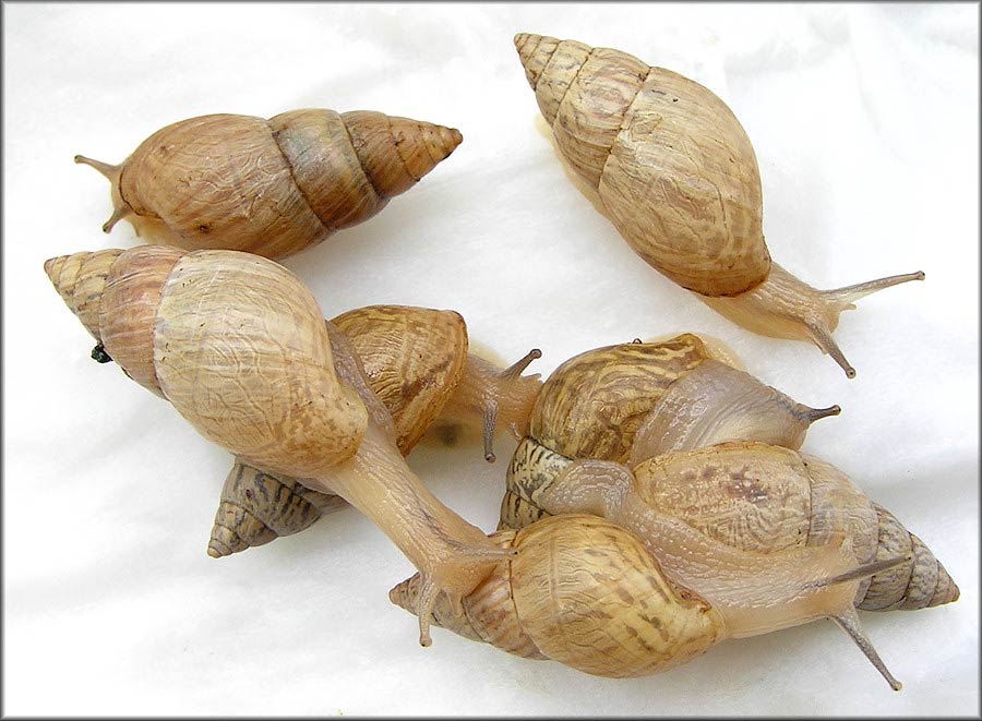             Bulimulus guadalupensis.  (Photo: © B. Frank,   Jacksonville)   