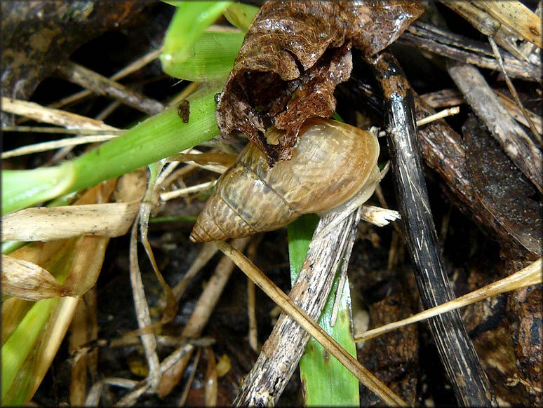             Bulimulus guadalupensis.  (Photo: © B. Frank,   Jacksonville)   