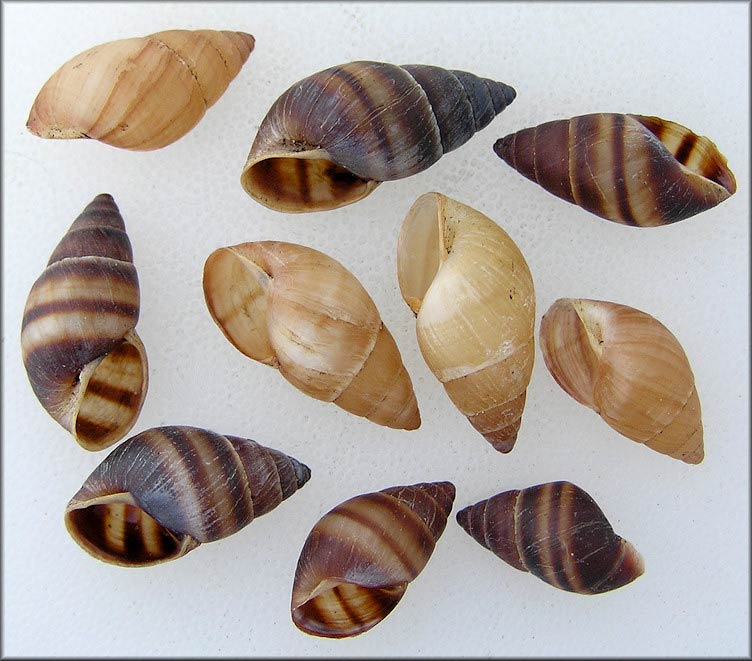             Bulimulus guadalupensis.  (Photo: © B. Frank,   Jacksonville)   