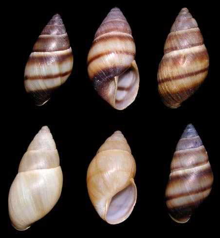             Bulimulus guadalupensis.  (Photo: © B. Frank,   Jacksonville)   