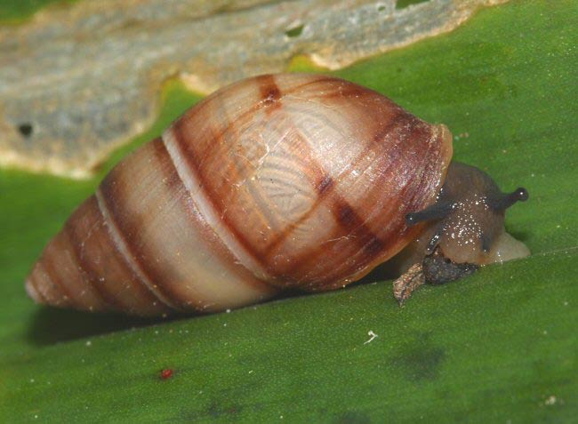             Bulimulus guadalupensis.  (Photo: © B. Frank,   Jacksonville)   