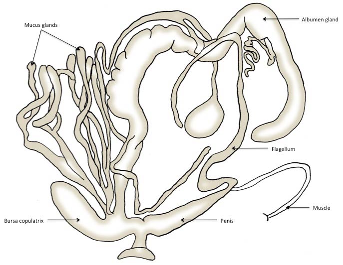             Cepaea hortensis:  genitalia. (Photo: © J. White,   U.F.)   