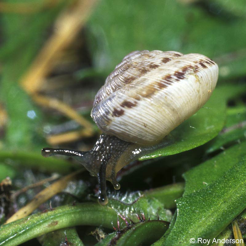             Candidula intersecta . (Photo: © Dr. Roy Anderson,   MolluscIreland)   