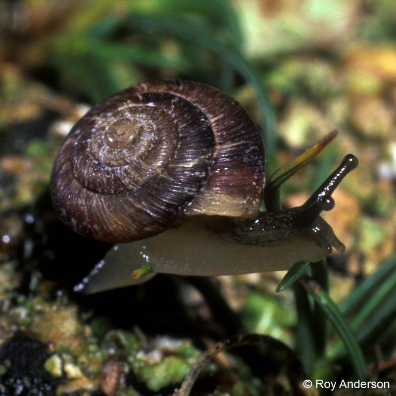             Candidula intersecta . (Photo: © Dr. Roy Anderson,   MolluscIreland)   