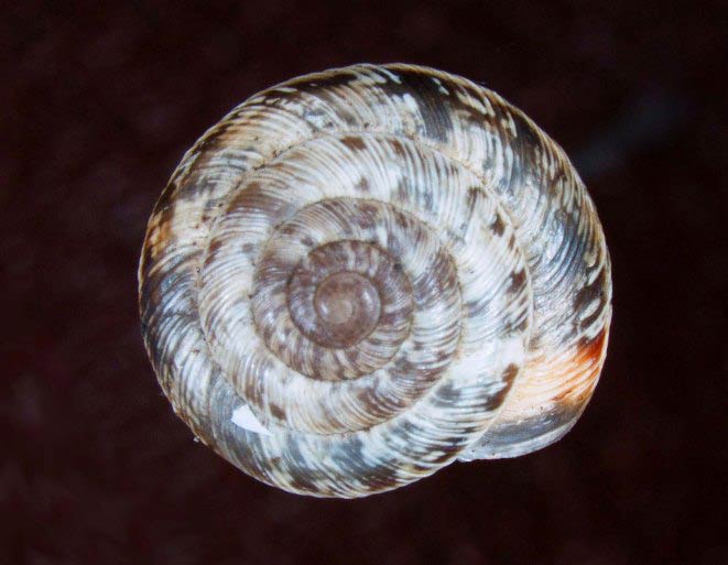             Candidula intersecta . (Photo: © M. Hitchcox,   USDA-APHIS-PPQ)   