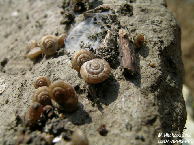             Candidula intersecta . (Photo: © M. Hitchcox,   USDA-APHIS-PPQ)   