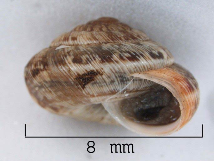             Candidula intersecta . (Photo: © M. Hitchcox,   USDA-APHIS-PPQ)   