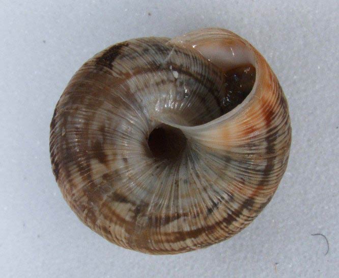             Candidula intersecta . (Photo: © M. Hitchcox,   USDA-APHIS-PPQ)   
