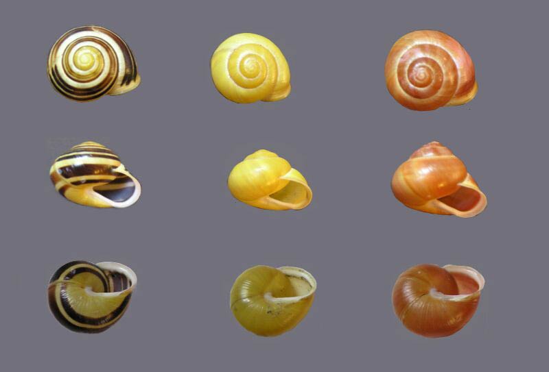             Cepaea hortensis . (Photo: © J. Novak,  www.biolib.cz )    