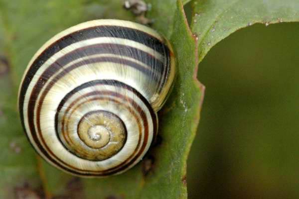             Cepaea hortensis . (Photo: © J.K. Lindsey, The Ecology of Commanster)      