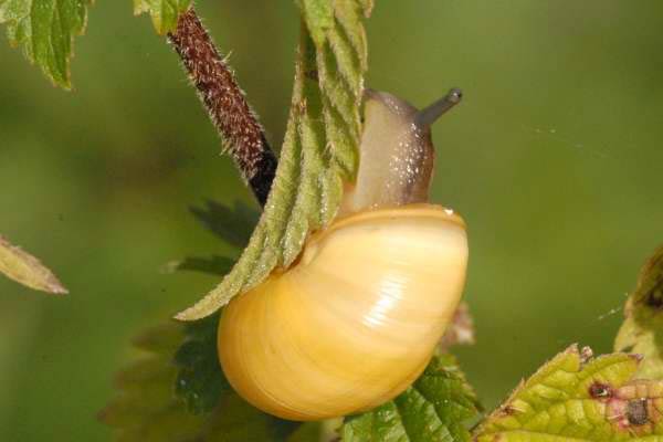             Cepaea hortensis . (Photo: © J.K. Lindsey, The Ecology of Commanster)      