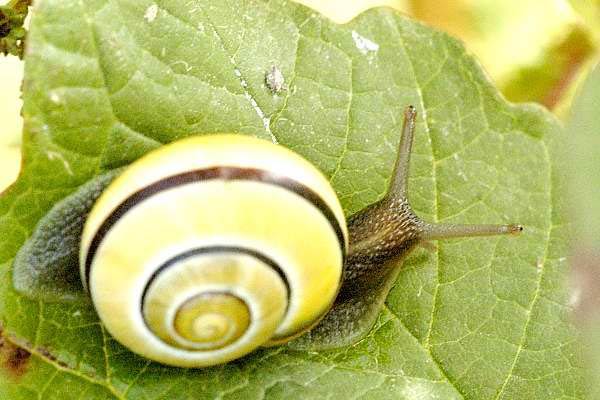             Cepaea hortensis . (Photo: © J.K. Lindsey, The Ecology of Commanster)      