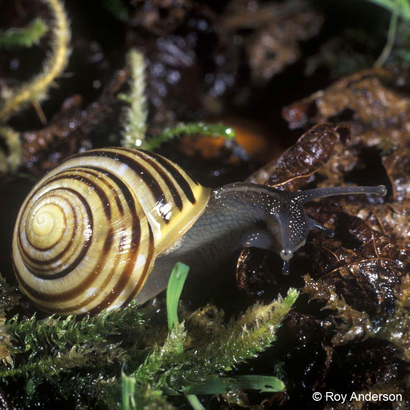             Cepaea hortensis . (Photo: © Dr. Roy Anderson, MolluscIreland)      