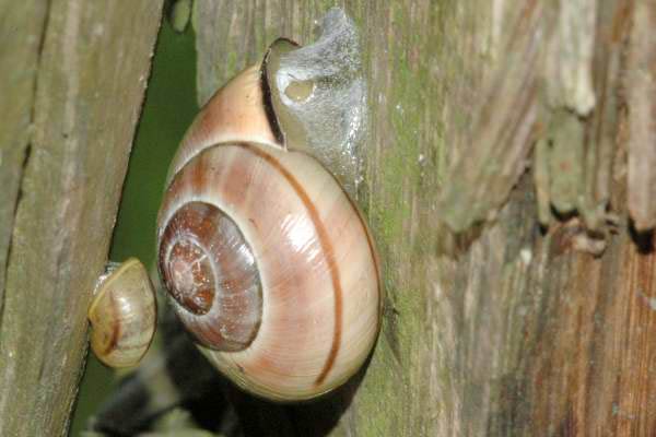             Cepaea nemoralis . (Photo: © J.K. Lindsey, The Ecology of   Commanster)   