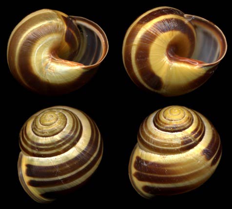             Cepaea nemoralis . (Photo: © B. Frank,   Jacksonville)   