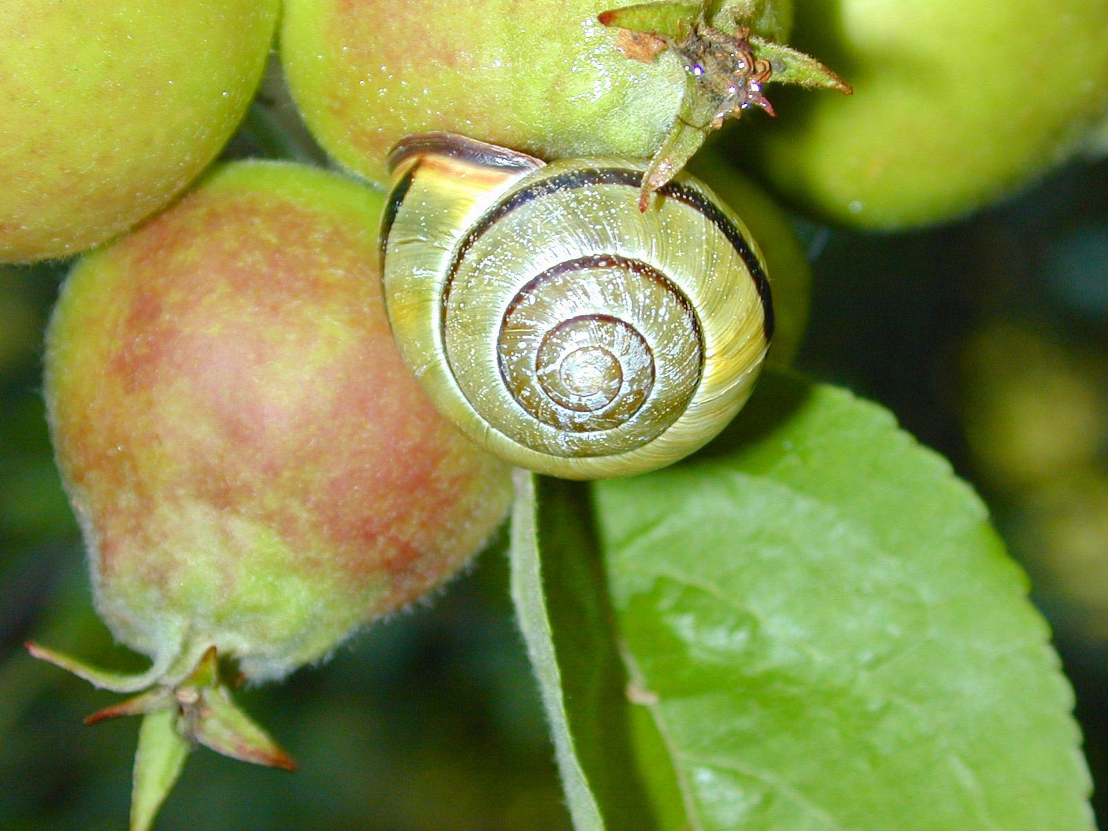             Cepaea nemoralis:  juvenile. (Photo: © R. Forsyth, Smithers, BC,   Canada)   
