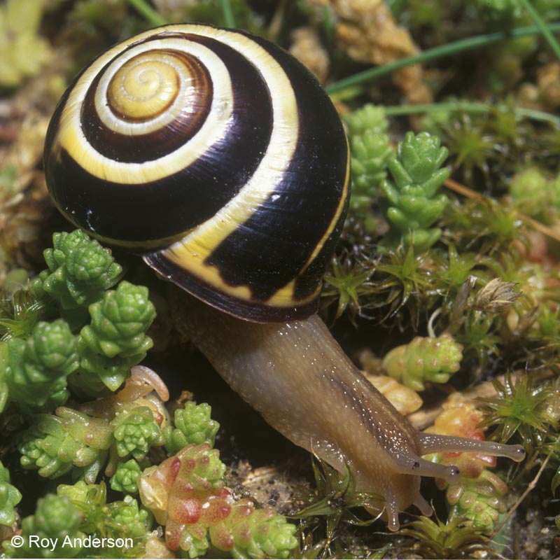             Cepaea nemoralis . (Photo: © Dr. Roy Anderson,   MolluscIreland)   