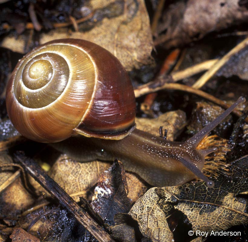             Cepaea nemoralis . (Photo: © Dr. Roy Anderson,   MolluscIreland)   