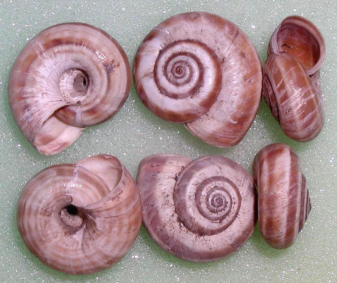             Cernuella neglecta . (Photo: © L. Kolouch,  www.biolib.cz )    