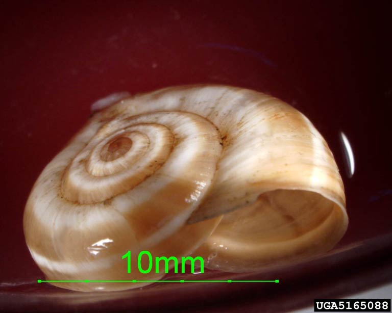             Cernuella neglecta . (Photo: © C. Olsen,   USDA-APHIS-PPQ)   