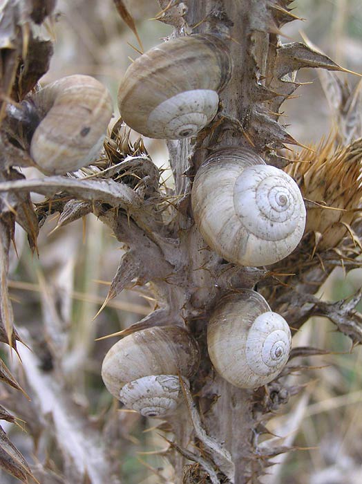             Cernuella neglecta:  aggregation of snails on weedy plant. (Photo: ©   J. Novak,  www.biolib.cz )    