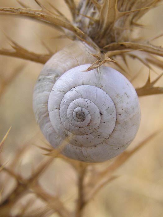             Cernuella neglecta . (Photo: © J. Novak,  www.biolib.cz )    